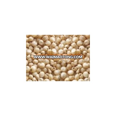 Red And White Sorghum For Sale / Sorghum Flour White / Sorghum grains from South Africa