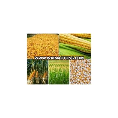 White and Yellow Corn/Maize Yellow Sweet Corn