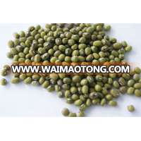 Green Mung Bean