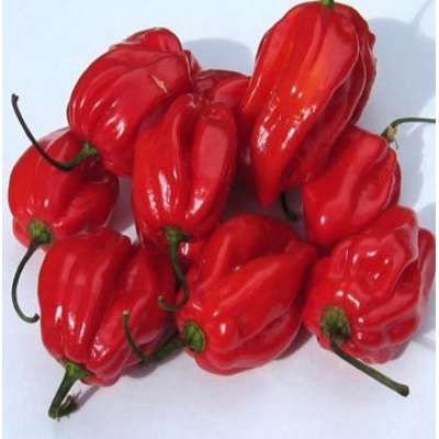 Wholesale Hot Habanero Peppers Frozen Bell With Good Price